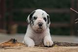 DOGUE ALLEMAND 981